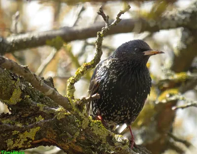 Краснокрылый скворец - eBird