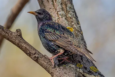 Скворец (Sturnus vulgaris). Птицы Европейской России.