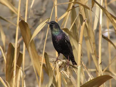 Скворец, Sturnus vulgaris vulgaris, Common Starling | Flickr