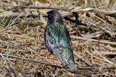 Скворец (Sturnus vulgaris). Птицы Европейской России.