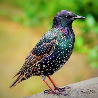 Скворец, Sturnus vulgaris, Common Starling | Москва, Ю. Черт… | Oleg  Nabrovenkov | Flickr