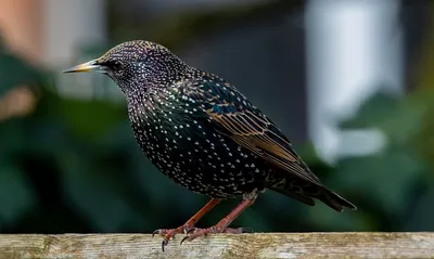 European starling,Обыкновенный скворец - Sturnus vulgaris. Photographer  Evgeniy