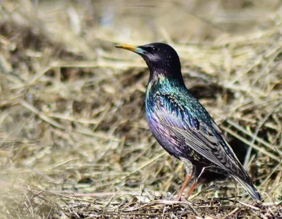 Любители птиц - Обыкновенный #скворец / European #Starling... | Facebook