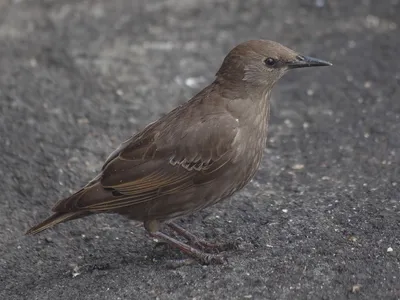 Обыкновенный скворец (Sturnus vulgaris). Птицы Сибири.