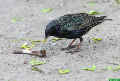 Краснокрылый скворец - eBird