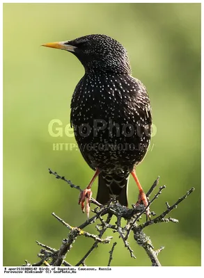 ФотоБлог Торгачкин Игорь Петрович © Igor Torgachkin: Скворец обыкновенный /  Sturnus vulgaris / Common Starling