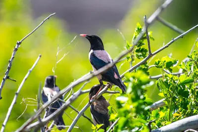 Обыкновенный скворец - European Starling | Photo, Starling, Birds