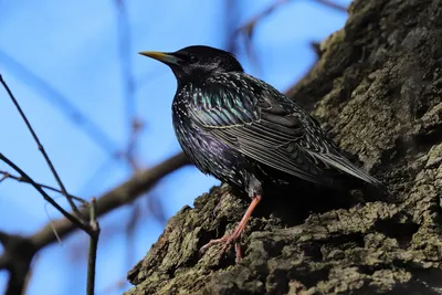 Скворец обыкновенный (Sturnus vulgaris). Фотогалерея птиц. Фотографии птиц  России, Беларуси, Украины, Казахстана, Таджикистана, Азербайджана.