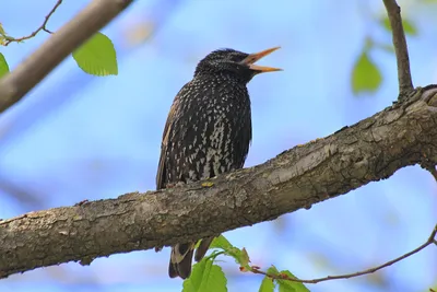 Скворец (Sturnus vulgaris). Птицы Европейской России.