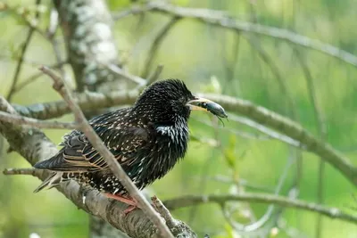 Скворец (Sturnus vulgaris) Автор: Михаил Ездаков | Орнитология. Птицы мира  | ВКонтакте