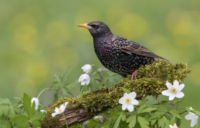 Скворец обыкновенный (Sturnus vulgaris). Фотогалерея птиц. Фотографии птиц  России, Беларуси, Украины, Казахстана, Таджикистана, Азербайджана.