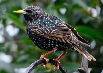 Скворец (Sturnus vulgaris). Птицы Дальнего Востока России.