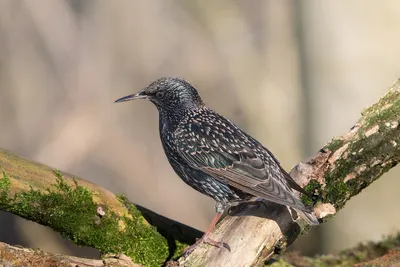 Скворец обыкновенный (Sturnus vulgaris)