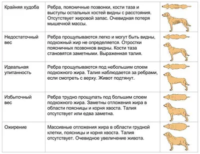 Картинки слабых пястей у собаки в формате png для скачивания