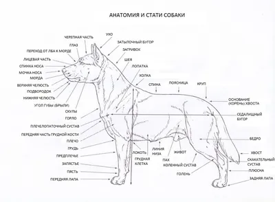 Изображения слабых пястей у собаки в формате webp для фона в высоком качестве