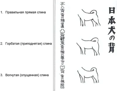 Фотографии слабых пястей у собаки с подробным описанием для обоев