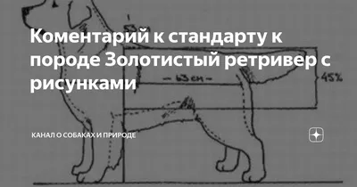 Картинки с описанием Слабые пясти у собаки в формате jpg в хорошем качестве скидкой