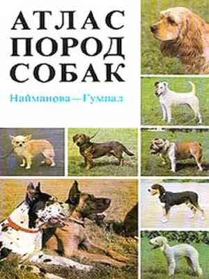 Фото слабых пястей у собаки в высоком качестве для обоев со специальным предложением