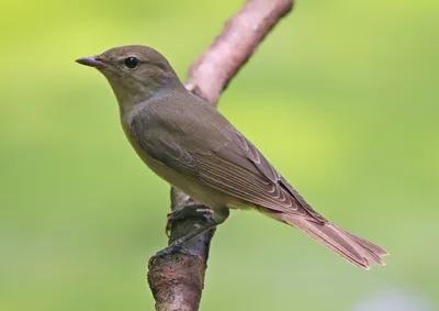 Garden Warbler (Sylvia borin). Birds of Belarus.