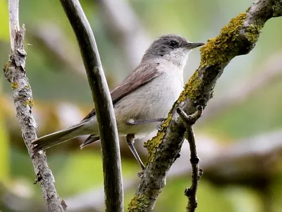 Славка-завирушка - eBird