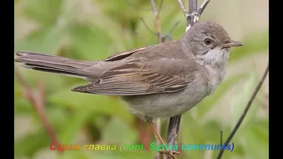 Серая славка - фото, голос птицы Sylvia communis