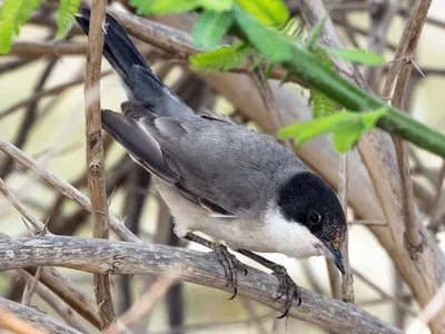 Восточноорфейская славка - eBird