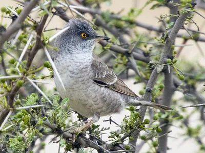 Ястребиная славка - eBird