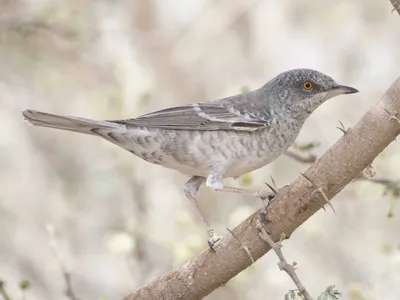 Ястребиная славка - eBird