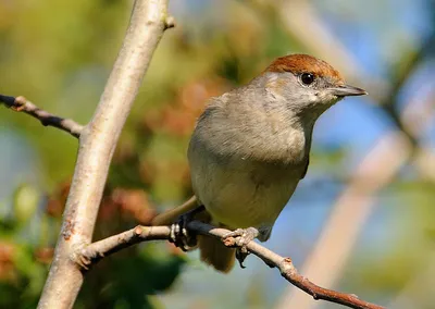 Серая славка (Sylvia communis). Птицы Сибири.