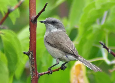 Славка-черноголовка / Sylvia atricapilla / Blackcap | Flickr