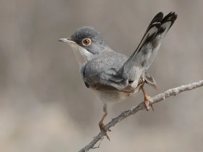 Белоусая славка - eBird