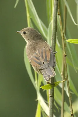 Славка-мельничек, Sylvia curruca curruca, Lesser Whitethro… | Flickr