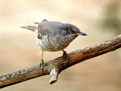 Садовая славка Sylvia borin Garden Warbler