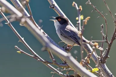 Серая славка (Sylvia communis rubicola). Птицы Казахстана.