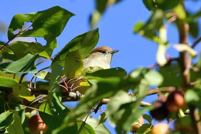 Sardinian Warbler | Средиземноморская славка Sylvia melanoce… | Flickr