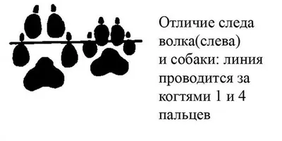 След волка и собаки - фото в хорошем качестве для скачивания