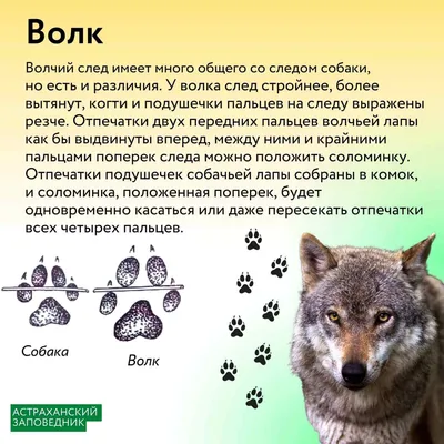Уникальные отчетливые изображения следа волка и собаки