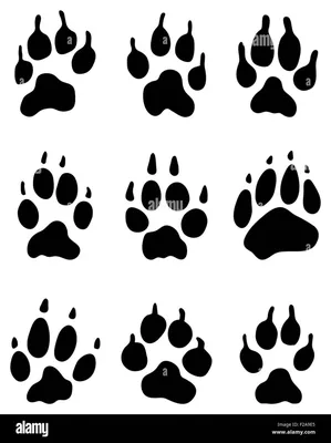 Изображения следа волка и собаки в высоком разрешении