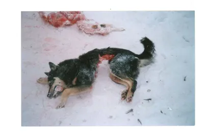 Загадочные картинки следа волка и собаки в формате jpg