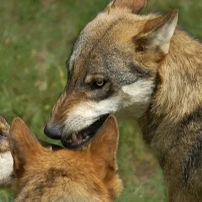 Фото слежения волка и собаки - потрясающая динамика