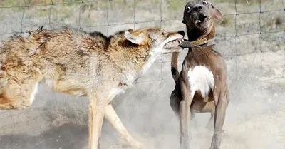 Изображения следа волка и собаки в формате webp - скачать бесплатно