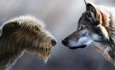 Фото собаки и следа волка - история в картинках