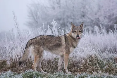 Фото слежения волка и собаки - реалистичные снимки