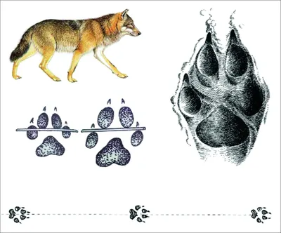 Изображение следа волка и собаки в формате jpg