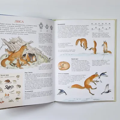 Следы. Жизнь зверей и птиц в картинках и небольших рассказах – Книжный  интернет-магазин Kniga.lv Polaris