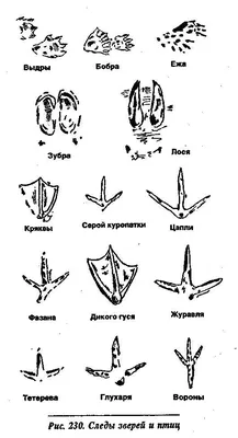 Детский сад № 39 г. Владивостока. Маленькие следопыты.\"