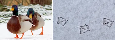 Следы птиц на снегу фото фотографии