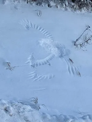 Следы животных и птиц на снегу – схемы с названиями | Следы животных,  Хорьки, Животные