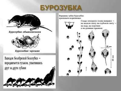 картинки : снег, холодно, зима, белый, след, стадо, Погода, Материал,  Оттаивание, Замораживание, Размораживать, Геологическое явление, Следы птиц,  Перпульсиллы 4000x3000 - - 1138814 - красивые картинки - PxHere