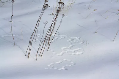 Следы охоты на снегу | Пикабу